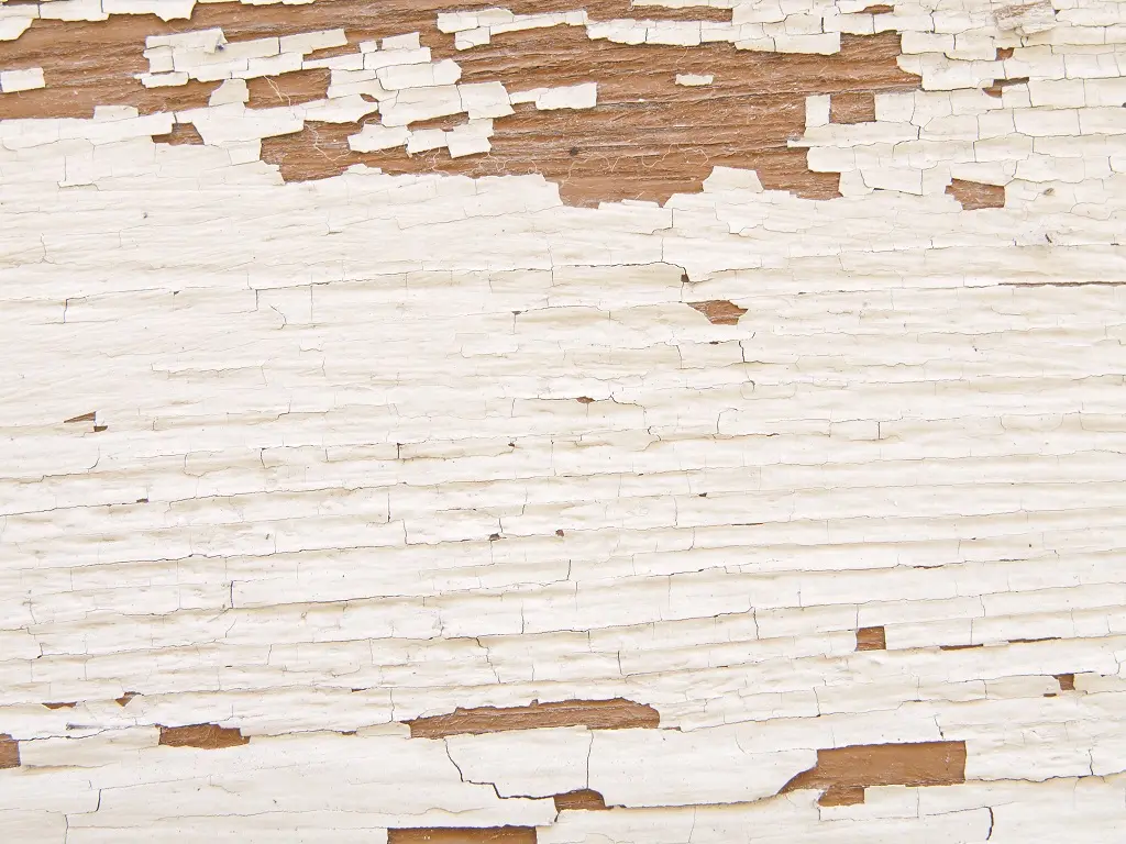 Can You Paint Over Mold? Oahu Pro Painters